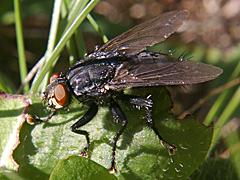 Flesh Fly